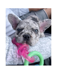 Juguete de Masticar Nylabone para Cachorros Sabor Tocino 15 cm 2