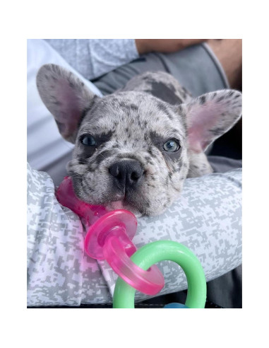 Juguete de Masticar Nylabone para Cachorros Sabor Tocino 15 cm