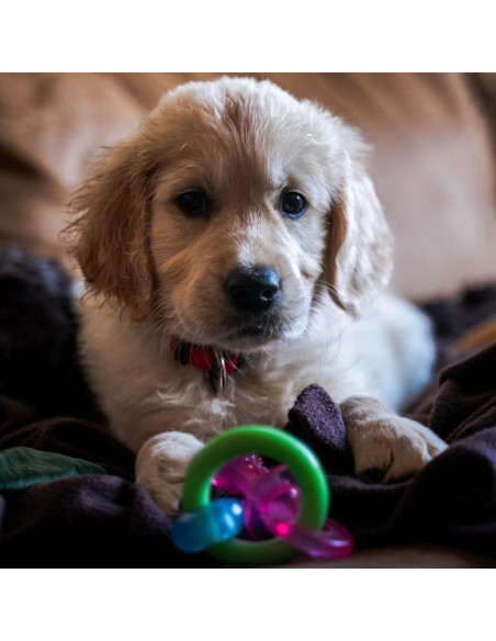 Juguete de Masticar Nylabone para Cachorros Sabor Tocino 15 cm