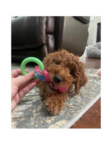 Juguete de Masticar Nylabone para Cachorros Sabor Tocino 15 cm