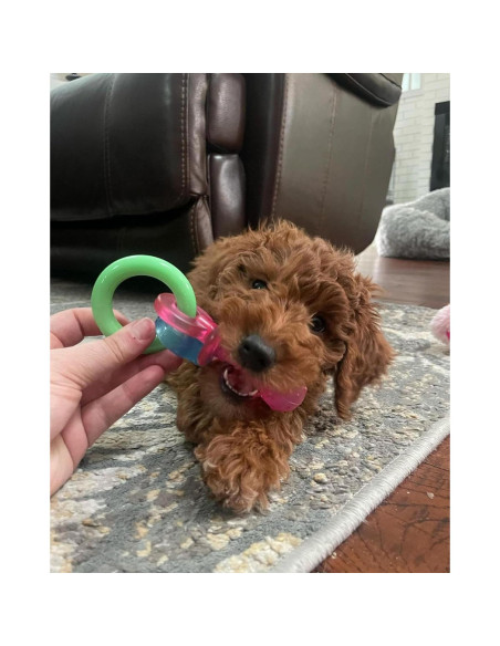 Juguete de Masticar Nylabone para Cachorros Sabor Tocino 15 cm