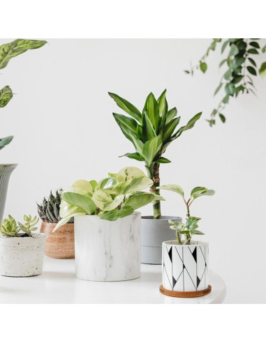 Paquete de 6 Macetas Suculentas Laerjin 7.62 cm Cerámica Drenaje