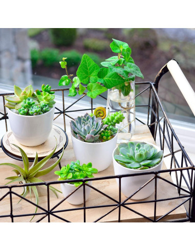 Juego de 24 Macetas de Plástico Youngever 5.08 cm Drenaje