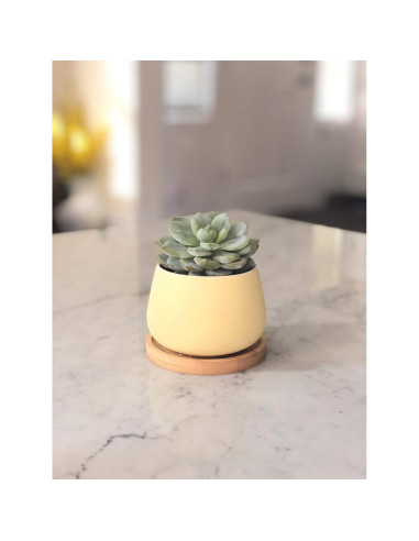 Macetas Cerámicas Redondas Chez JuJu 3" Surtidas Azul Rosa Amarillo