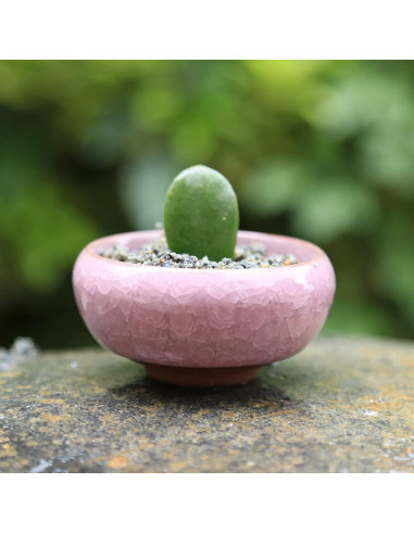 TOPZEA 16 Mini Macetas de Cerámica para Suculentas 6.35 cm