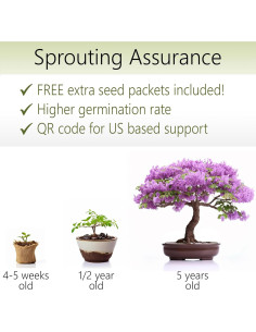 Kit de Inicio Bonsai AVERGO Jacaranda - Cultiva Árboles en Casa 2