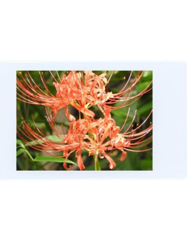 Película Instantánea Fujifilm Instax Mini - 40 Hojas ISO 800