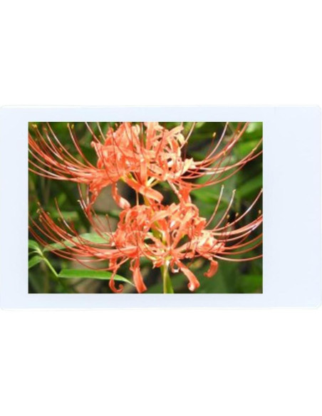 Película Instantánea Fujifilm Instax Mini - 40 Hojas ISO 800