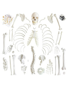 Modelo de Esqueleto Humano 170 cm NUEVO HORIZONTE Articulado