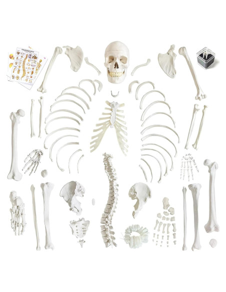 Modelo de Esqueleto Humano 170 cm NUEVO HORIZONTE Articulado