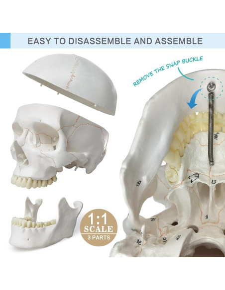 Modelo de Esqueleto Humano 170 cm NUEVO HORIZONTE Articulado