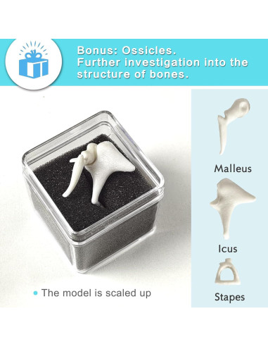 Modelo de Esqueleto Humano 170 cm NUEVO HORIZONTE Articulado