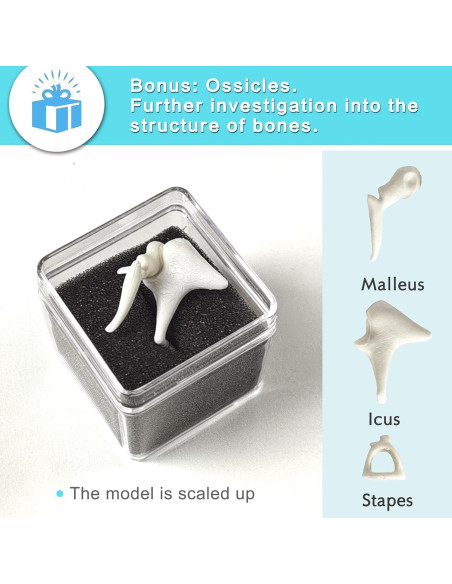 Modelo de Esqueleto Humano 170 cm NUEVO HORIZONTE Articulado