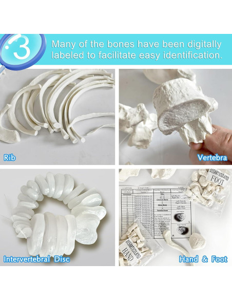 Modelo de Esqueleto Humano 170 cm NUEVO HORIZONTE Articulado