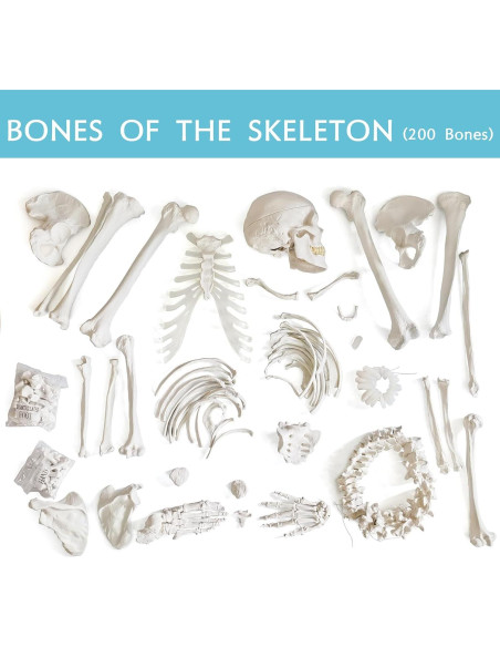 Modelo de Esqueleto Humano 170 cm NUEVO HORIZONTE Articulado