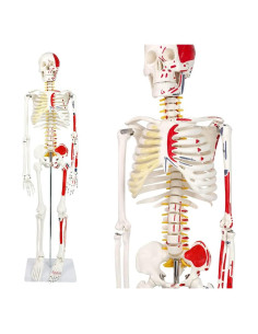 Modelo de Esqueleto Humano Pintado 88.9 cm NUEVO HORIZONTE