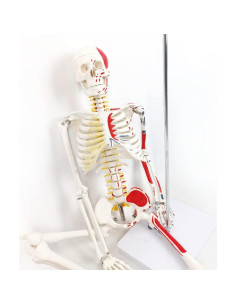 Modelo de Esqueleto Humano Pintado 88.9 cm NUEVO HORIZONTE 2