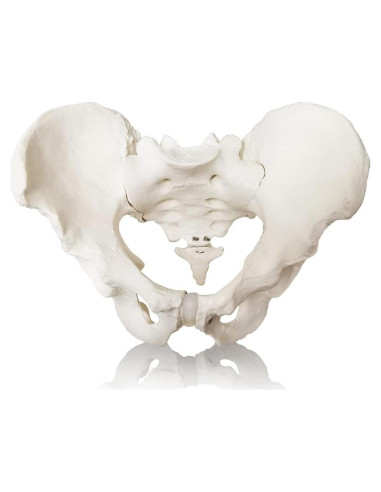 Modelo Anatómico de Pelvis Masculina 2024 - 24.8x17.8 cm