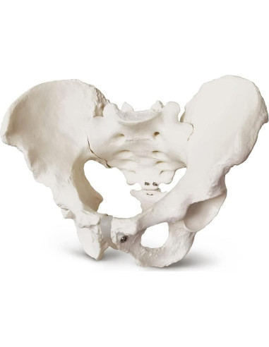 Modelo Anatómico de Pelvis Masculina 2024 - 24.8x17.8 cm