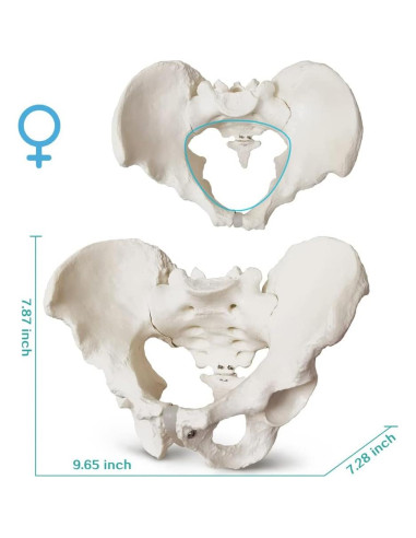 Modelo Anatómico de Pelvis Masculina 2024 - 24.8x17.8 cm