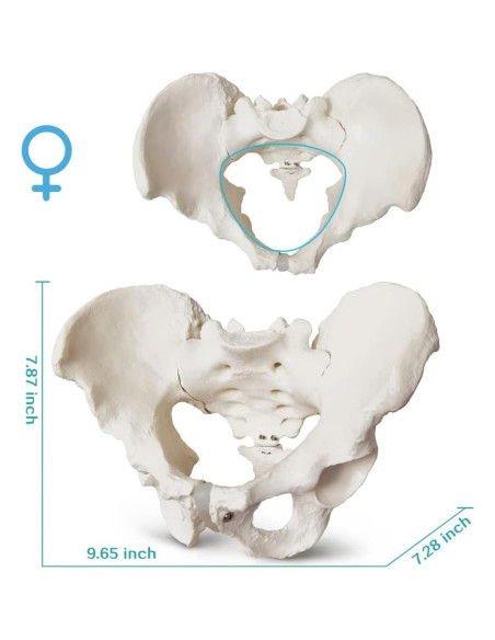 Modelo Anatómico de Pelvis Masculina 2024 - 24.8x17.8 cm