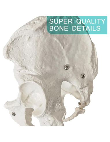 Modelo Anatómico de Pelvis Masculina 2024 - 24.8x17.8 cm