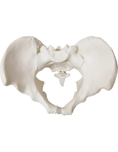 Modelo Anatómico de Pelvis Masculina 2024 - 24.8x17.8 cm