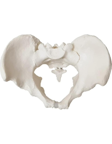 Modelo Anatómico de Pelvis Masculina 2024 - 24.8x17.8 cm