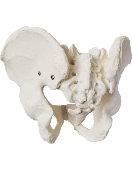 Modelo Anatómico de Pelvis Masculina 2024 - 24.8x17.8 cm