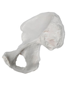 Modelo de Hueso de Cadera Derecho hBARSCI - Réplica Anatómica 14x17.78cm