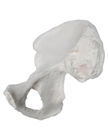 Modelo de Hueso de Cadera Derecho hBARSCI - Réplica Anatómica 14x17.78cm