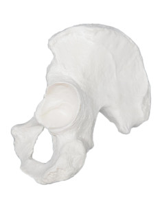 Modelo de Hueso de Cadera Derecho hBARSCI - Réplica Anatómica 14x17.78cm 2