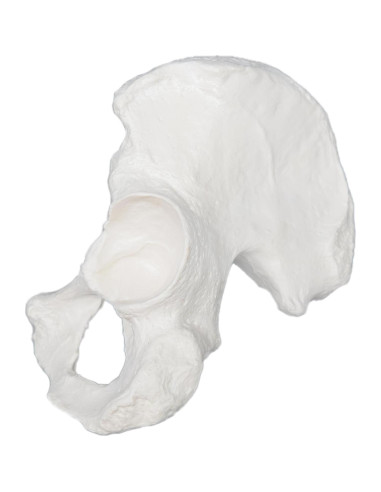 Modelo de Hueso de Cadera Derecho hBARSCI - Réplica Anatómica 14x17.78cm