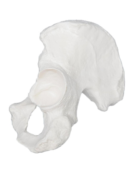 Modelo de Hueso de Cadera Derecho hBARSCI - Réplica Anatómica 14x17.78cm