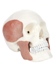 Modelo de Cráneo Humano 3 Partes Axis Scientific 20.32x12.7 cm