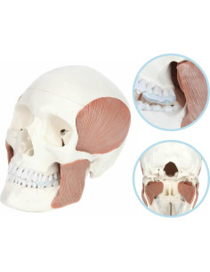 Modelo de Cráneo Humano 3 Partes Axis Scientific 20.32x12.7 cm 2