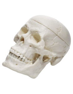Modelo de Cráneo Humano Miniatura EISCO 3 Partes 6.35 cm