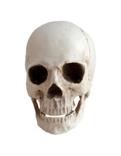 Réplica de cráneo humano KABAKE 1:1 de resina para educación