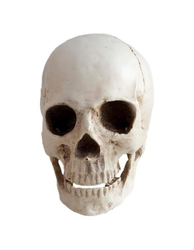 Réplica de cráneo humano KABAKE 1:1 de resina para educación