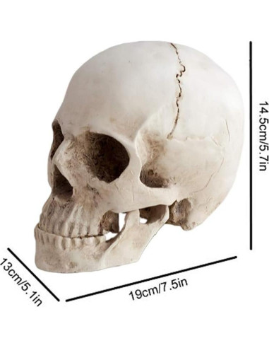 Réplica de cráneo humano KABAKE 1:1 de resina para educación