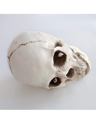 Réplica de cráneo humano KABAKE 1:1 de resina para educación