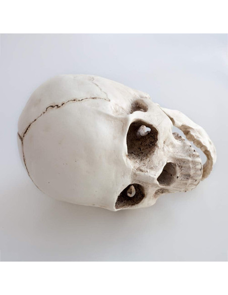 Réplica de cráneo humano KABAKE 1:1 de resina para educación