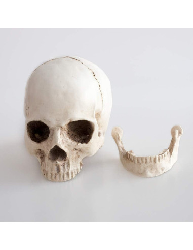 Réplica de cráneo humano KABAKE 1:1 de resina para educación