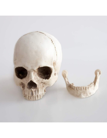 Réplica de cráneo humano KABAKE 1:1 de resina para educación