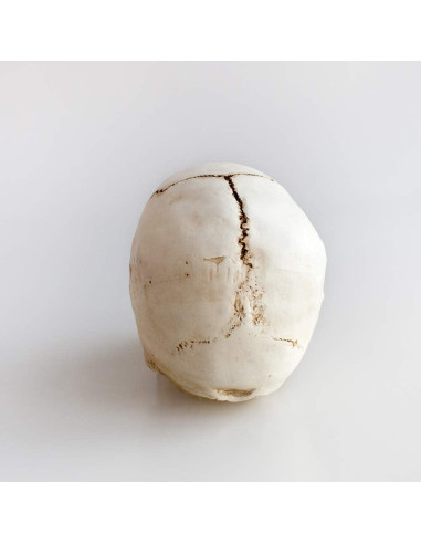 Réplica de cráneo humano KABAKE 1:1 de resina para educación