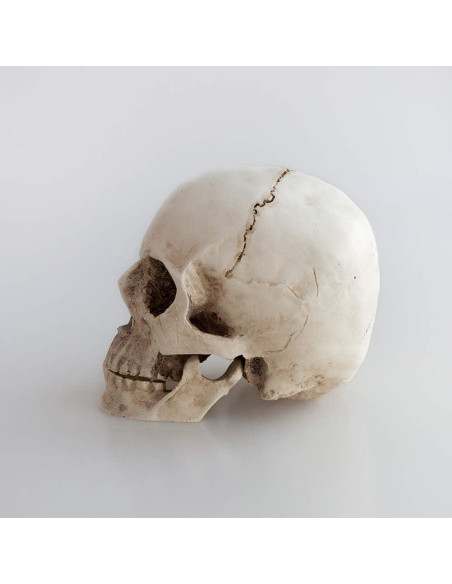 Réplica de cráneo humano KABAKE 1:1 de resina para educación