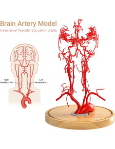 Modelo Vascular Cerebral MediTrainer 21.5x16x25.5cm Educativo 2