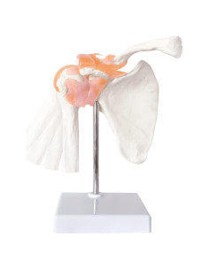 Modelo Anatómico Articulación Hombro NEW HORIZON 1:1