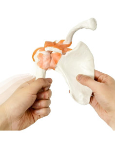 Modelo Anatómico Articulación Hombro NEW HORIZON 1:1 2