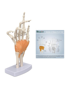 Modelo de Mano Humana Ultrassist 1:1 con Ligamentos Flexibles